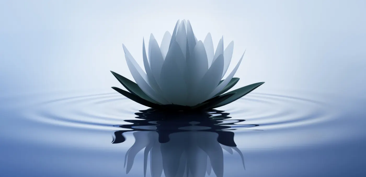 Un lotus blanc posé sur une eau calme, entouré de cercles